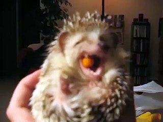 Cute hedgehog eating fruit FUNNY