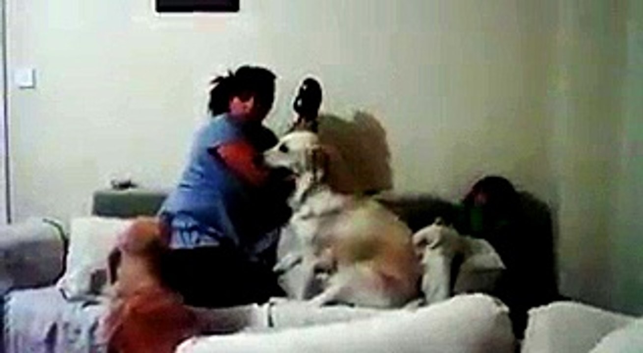 funny dog