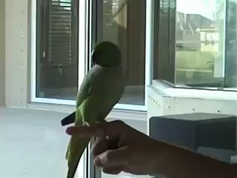 funny parrot