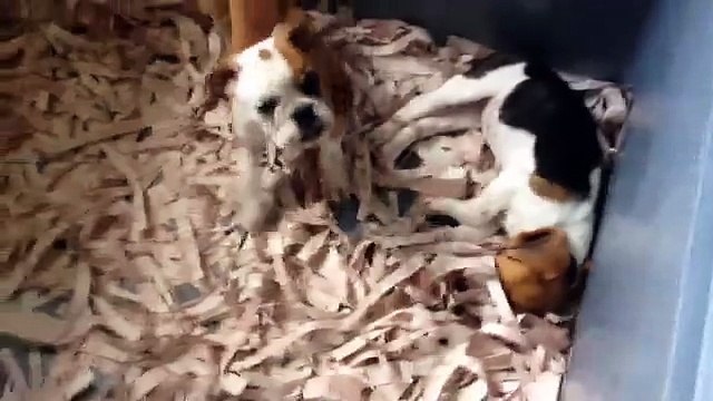 SECERELİ AVRUPA'DAN İTHAL KOPEKLERMIZ GELMİŞTİR 0534. 467.69.79