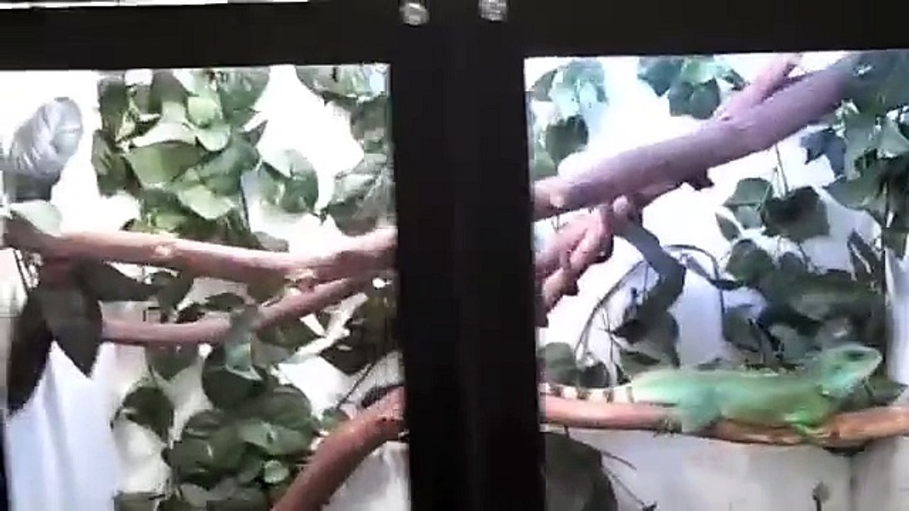 Chinese Water Dragon