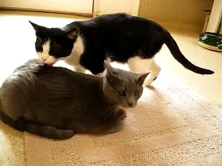 Shake & Marti, Two Most Adorable Special Needs Kittens at Morgaine's Place