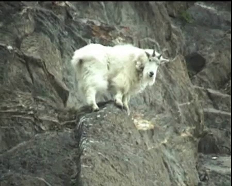 Mountain Goat (Oreamnos americanus)