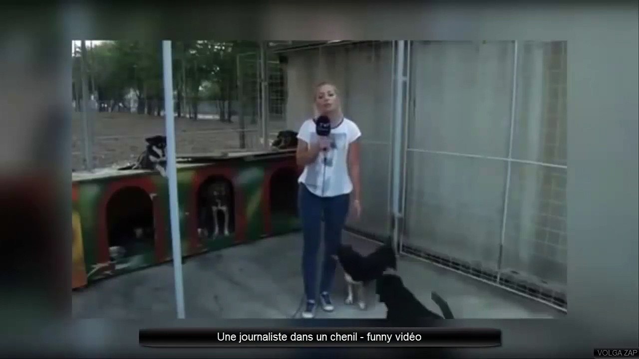 Une journaliste dans un chenil - funny vidéo