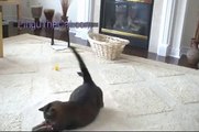 Cat Chases a Laser Pointer