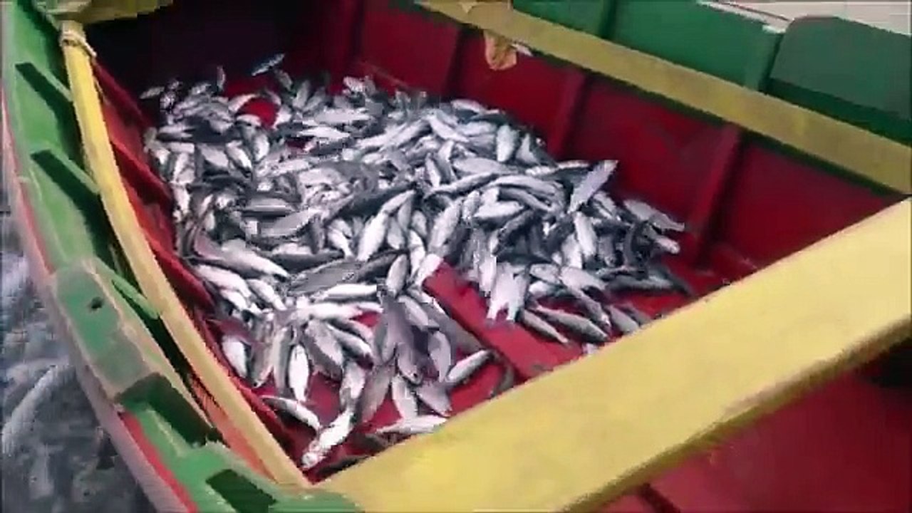 PESCA ARTESANAL - GAROPABA - SANTA CATARINA - BRASIL