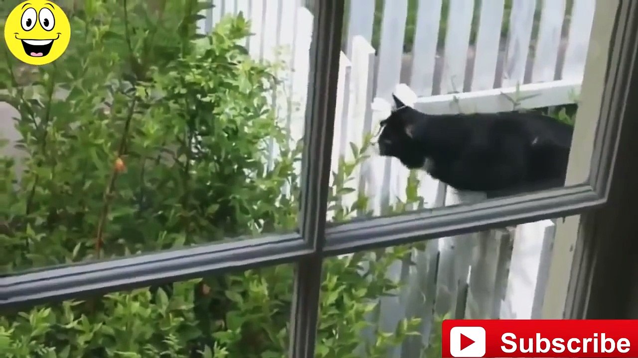_Funny Cats Compilation - Funny videos 2015__(1)