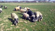 Schwäbisch Hällische Landschweine auf der Weide