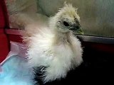 Japanese Origin Silkie Baby,Chickens for Pet in JAPAN.