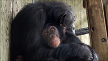 Mother and Baby Chimpanzee Falling Asleep