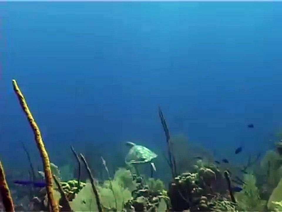 Turtle-TCI