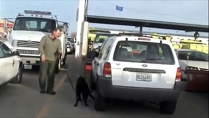 Giant Schnauzer police drug dog "Solo"