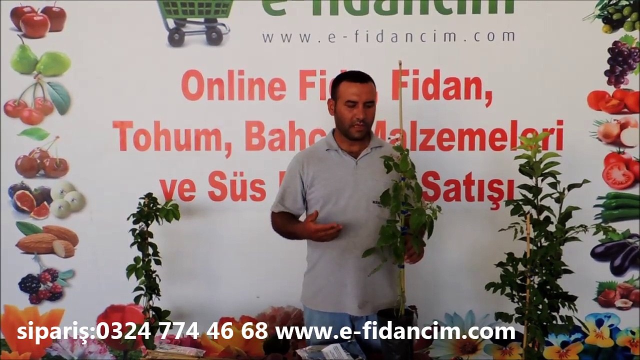 Tüplü Yediveren Ahududu Fidanı Nedir Satışı Yetiştiriciliği