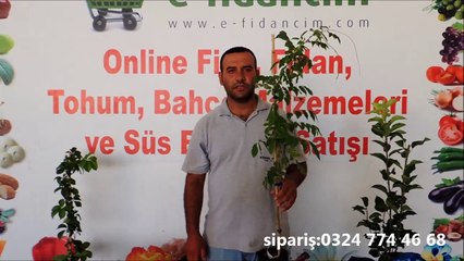 Mor Salkım Ağacı Özellikleri ve Fidanı Satışı