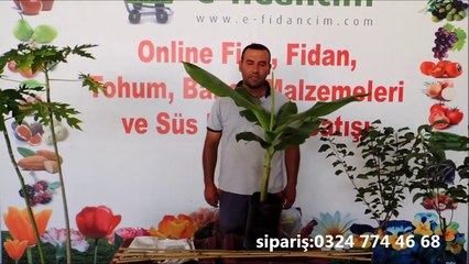 Muz Ağacı Fidanı Özellikleri ve Fidanı Satışı