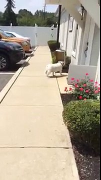 Diesel, le bulldog anglais qui aimait les boîtes en carton !