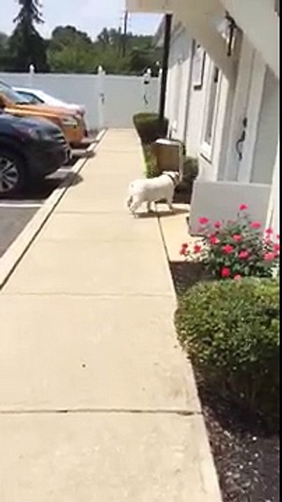 Diesel, le bulldog anglais qui aimait les boîtes en carton !