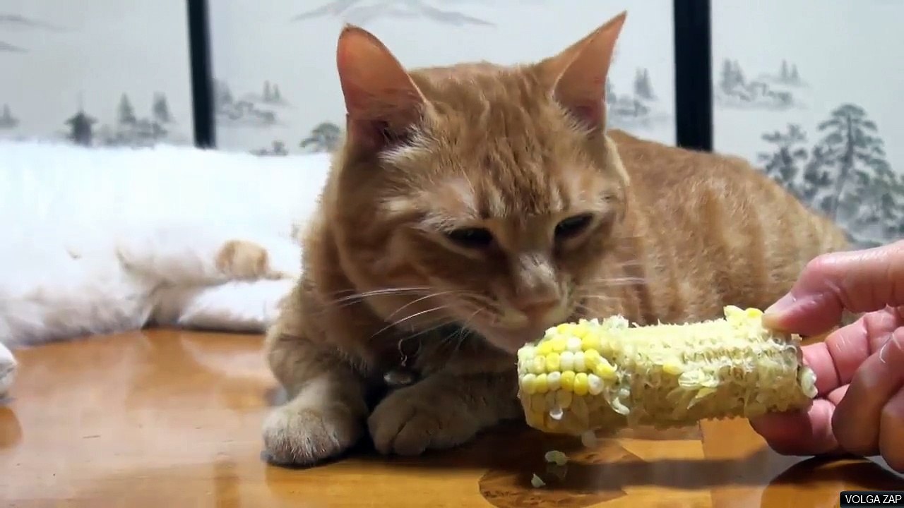 Un chat qui aime le maÏs - cute