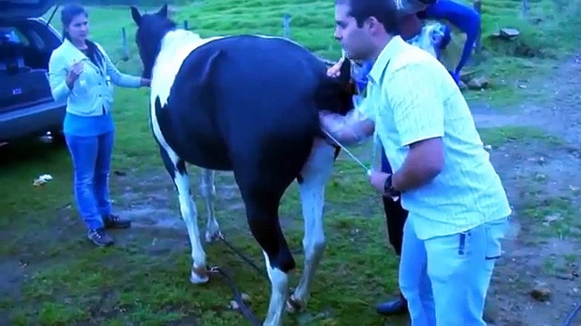 Breeeeding Animals Animal Matting Horse Matting Hd 2 Video