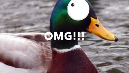 WHAT HAPPENS IF A DUCK EATS CHILI!! Chili Duck