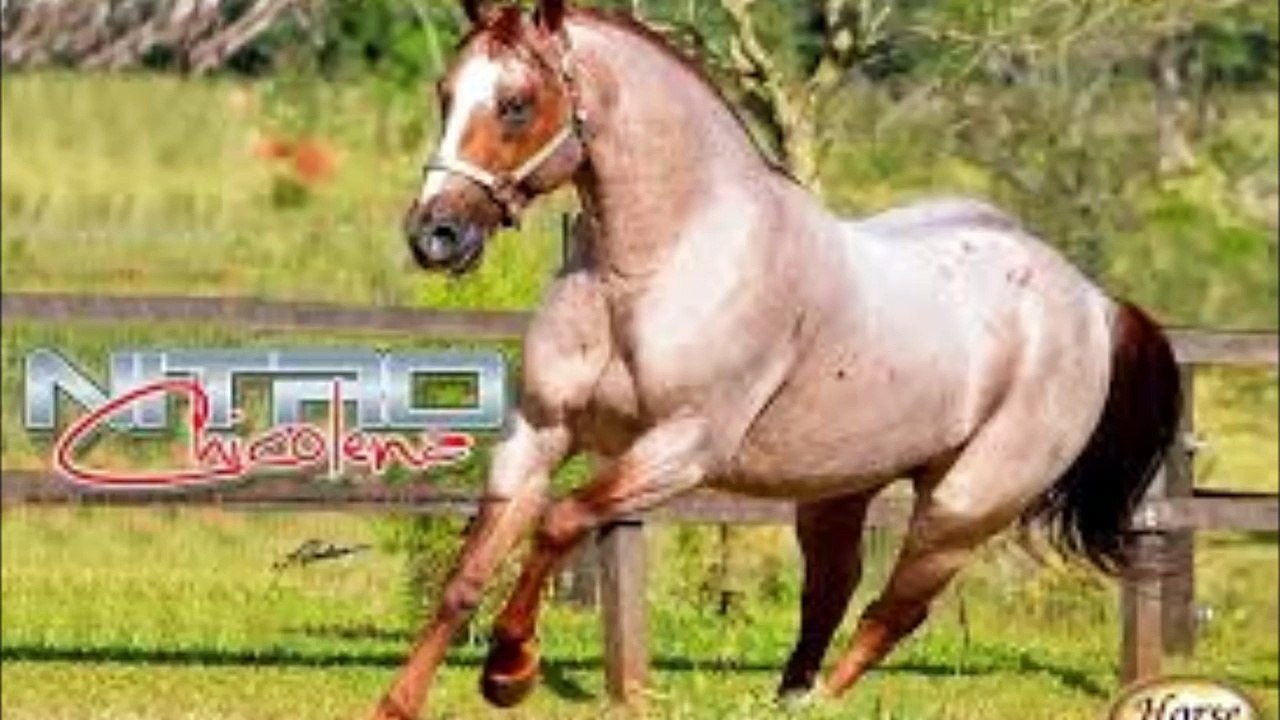 cavalos de vaquejada