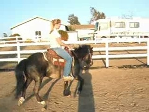 Sokki, Icelandic Horse, Natural Gait