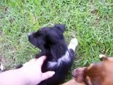 Pups Playing - 8 weeks old