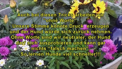 Trick-Dog (Tricks ohne Worte), Hundeschule & Hundepension "Dat Moorhuuske" Ihlow (Birgit Hartmann)