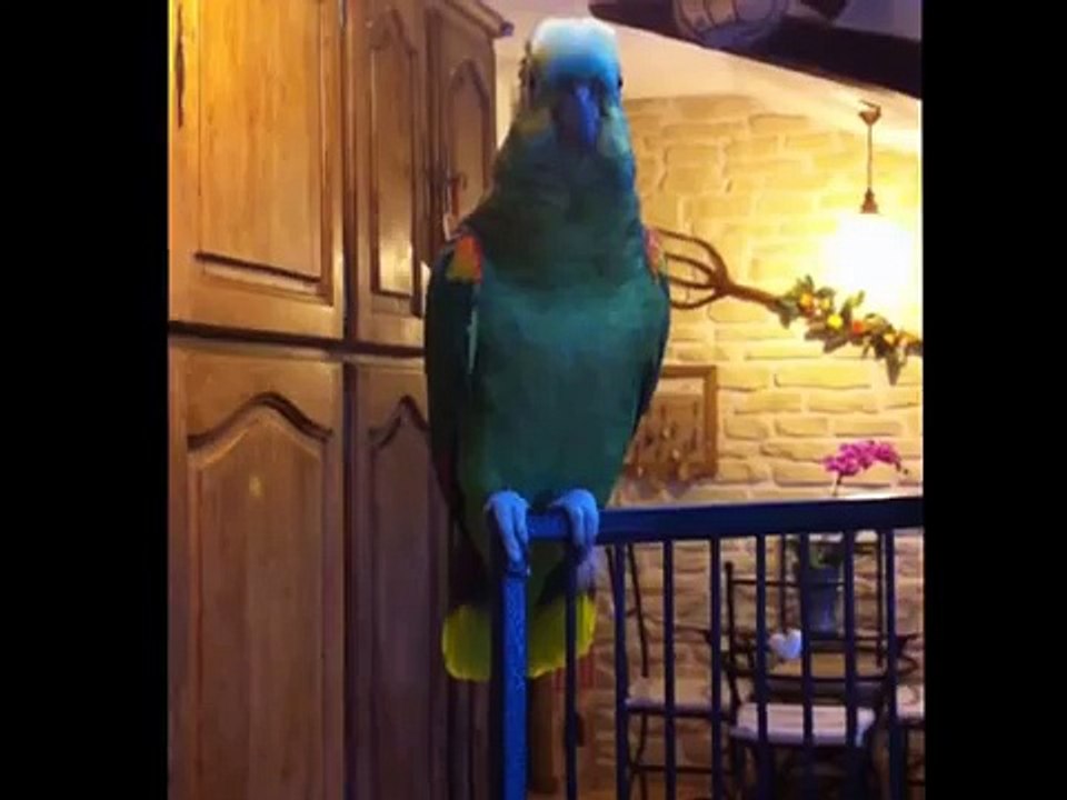 Perroquet siffle la Marseillaise