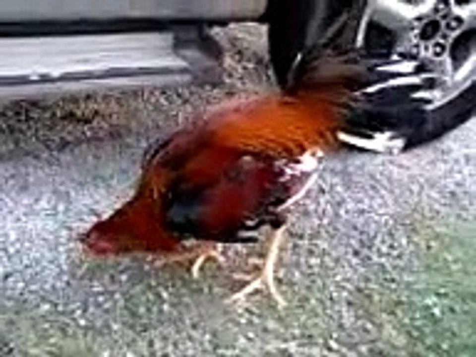 Ayam Laga Terbaik..(super lock)