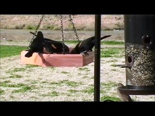 Wild birds at feeders