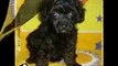 Toy Poodle Puppies For Sale, Philippines