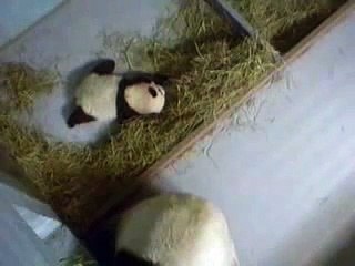 Lun Lun & Cub 12-01-06