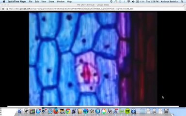 Plant vs. Animal Cell Lab Video