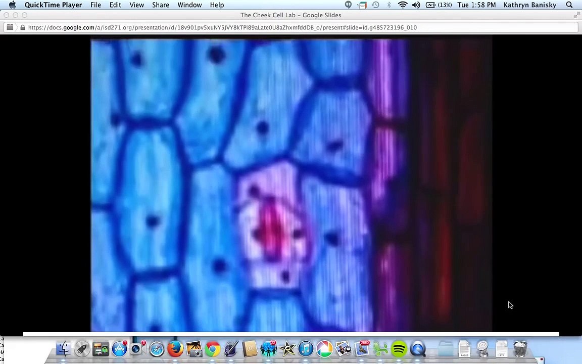 Plant vs. Animal Cell Lab Video