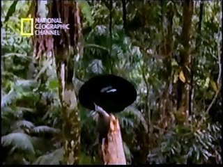 El origen de la vida (documental, audio latino)