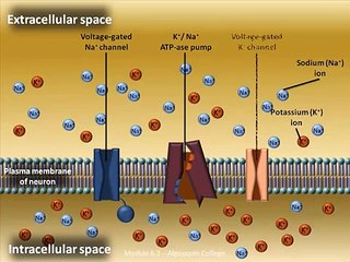 Action Potential Generation