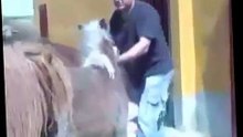 Wild Animal matting   Horse matting Special Part 7   Breeeeding Animal