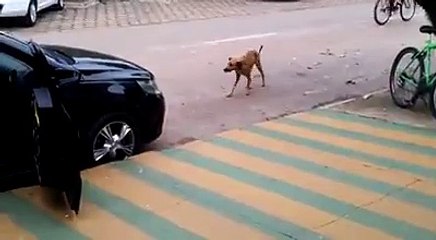 Chien qui danse en music déjà vue ça