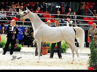 Le pur sang arabe !!