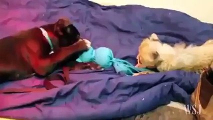 Un léopard s'amuse avec un chiot