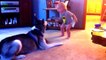 Funny cats , Dogs and babies playing together - Cute Dog & cat & baby