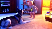 Funny cats , Dogs and babies playing together - Cute Dog & cat & baby