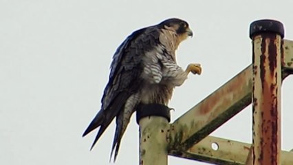 RHM Peregrine Falcon Hunting Ducks Off Perch @ Boeing Aerospace Bld (Kent, Wa)