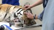 Visually Impaired Students Meet A Tiger
