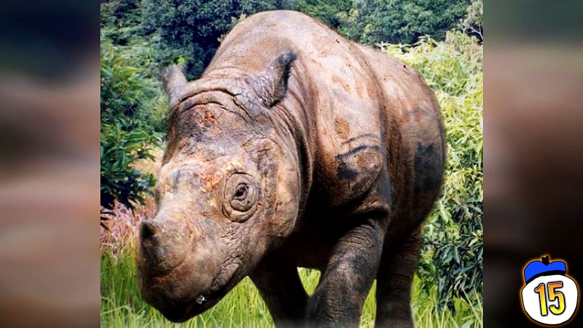 ⁣15 Rarest & Critically Endangered Animals on Earth