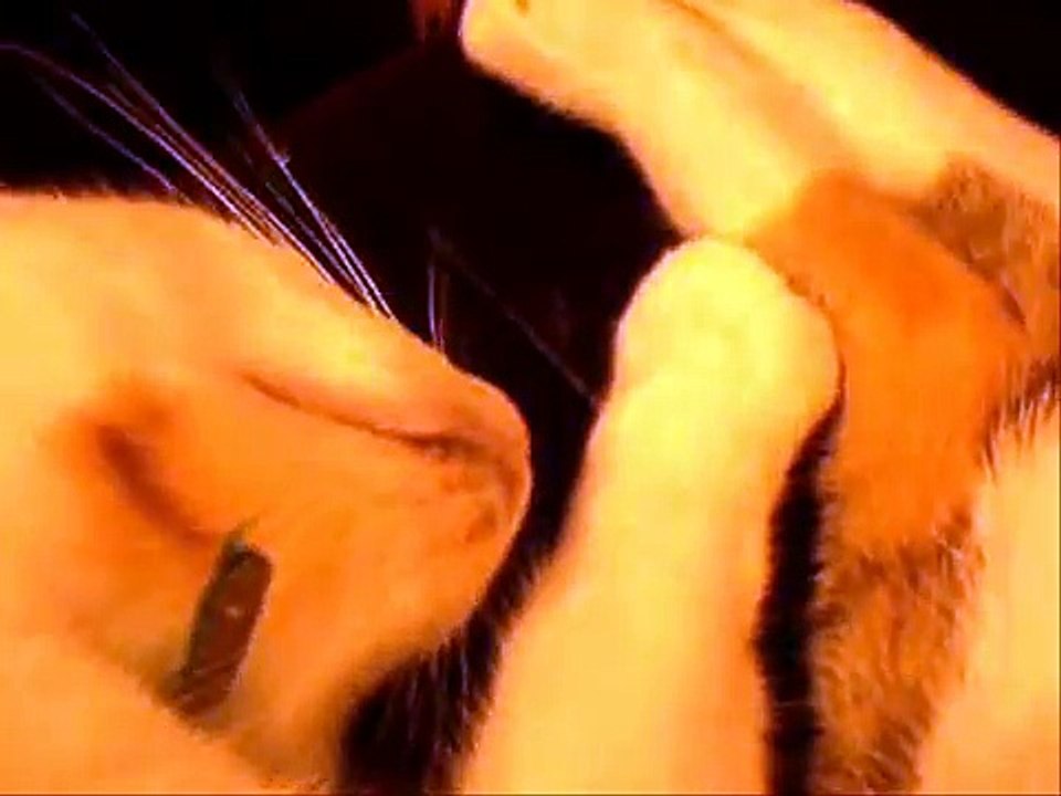 Shaft theme starring Gypsy Cat