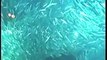 Tanz der Fische - Einzigartige Unterwasserwelt - Underworld Creatures