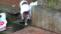 Dog keeps on barking at our visitor cat