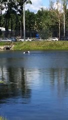 Лебеди в парке у Бенуа в Питере